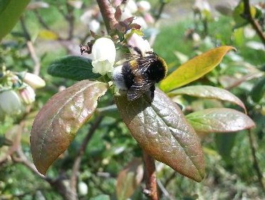 blauwe bessenplant met hommel