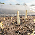 Asperges
